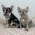 Merle French Bulldogs (females ) 1 thumbnail