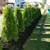 EVERGREEN SCREENING. HEDGES, PRICACY WALLS ETC 8 thumbnail