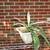 Choice of 9 Agave Americana - Century Plant 5 thumbnail