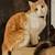 Lost orange & white tabby 1 thumbnail