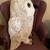 Large Stuffed Plush Owl - NOTE not a real owl 2 thumbnail