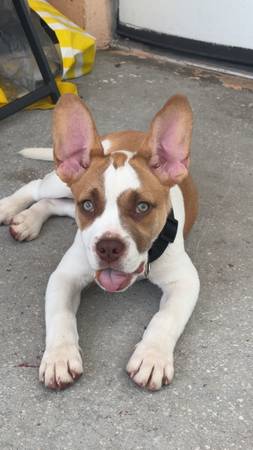 Puppy to good home ! (Port Saint Lucie)64308033349635120