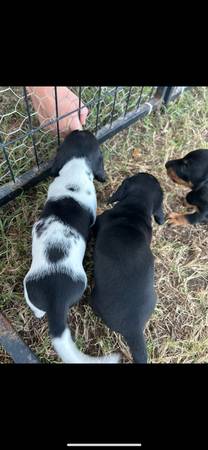 Mini dachshund puppies (Grandview)63937540222595121