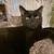 3 Awesome Bonded Foster Cats need a special home 8 thumbnail