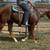 Gelding 2 thumbnail