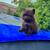 Chocolate pomeranian male 3 thumbnail