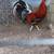 Roosters  / Gallos 3 thumbnail