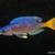 Cyprichromis Species Cape Tembwe Speckleback Rainbow 7 thumbnail