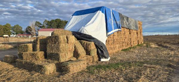 Small bales Alfalfa Hay 1