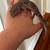Leopard Geckos 4 thumbnail