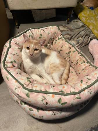 Gato macho esterilizado. Tiene alrededor de 2 años y necesita hogar (Harker Heights)63839343447425120