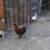 Egg laying Hens 3 thumbnail