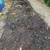 Free soil 2 thumbnail