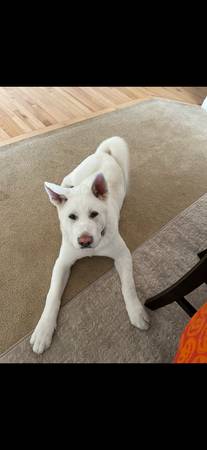 White make AKITA (Bellingham)63613583258115123