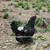 Mottled English Orpington Chicks 5 thumbnail