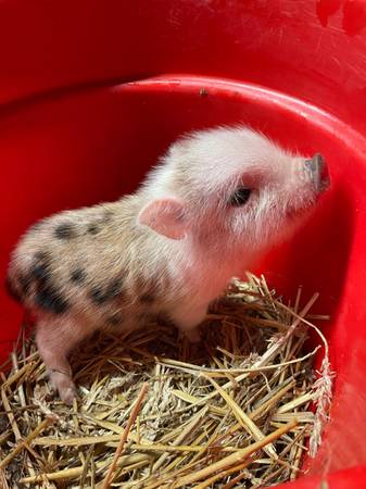 Mini Pigs 1