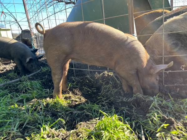 Hamp/Duroc-cross hogs & pigs for sale 1