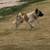 Sighting AKITA dog running TERRIFIED white w/ spots tan 3 thumbnail