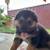 PUPS    GS / Mix 4 thumbnail