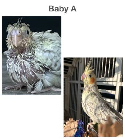 Baby cockatiel’s looking for their forever home (Wenatchee)63761992437251120