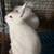 California Meat Pen Rabbits 3 thumbnail