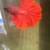 betta 2 thumbnail