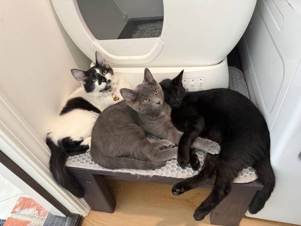 Kittens needing home 1