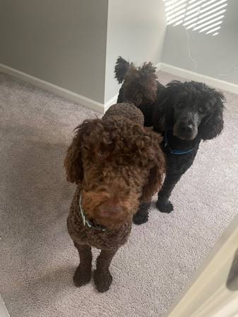 Rehoming Two Standard Poodles for FREE63922481860994121