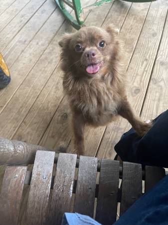 Adult male chihuahua 1