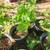 Seedling mulberry trees 1 thumbnail