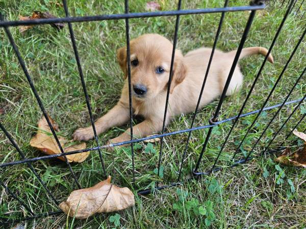 Cachorros Golden retriever (Bellingham wa)63611944658305121