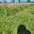 Small square grass horse hay bales 4 thumbnail