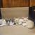 Kittens $20.00 rehoming fee 5 thumbnail
