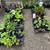 Beautiful Succulent Bowls and Ornamental Plants For Sale 1 thumbnail