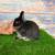 SWEET Netherland Dwarf Black Silver Marten Jr Doe Bunny Rabbit 🖤💕🐰 1 thumbnail