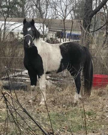Project Pinto Horse/Pony 1