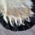 Polar Bear Skin Rug for Barter 4 thumbnail