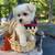 Maltipoo 3 thumbnail