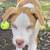 Outdoor Rescued puppies 3 thumbnail