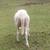 Ewe lamb 2 thumbnail