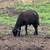 Sheep- Katahdin Hair Sheep 2 thumbnail