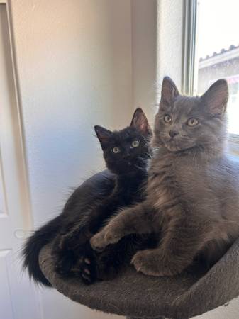 ¡Rehoming kittens!! (North Las Vegas)63860183318529120