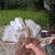 Nikolaevsky (Ukrainian) pigeon 11 thumbnail