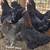 Ameraucanas Hens Pullets Roosters * Easter Olive Eggers Chicken * RIR 22 thumbnail