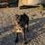 Female mastiff 4 thumbnail