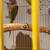 Lovebirds y Greencheek Parrots 15 thumbnail