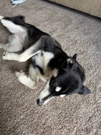 Cruce de Husky/Malamute (Des Moines)63671572892547122