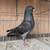 Roller pigeons 2 thumbnail
