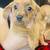 Weenie Dogs 3 thumbnail
