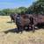 1st and 2nd period bred cattle 7 thumbnail